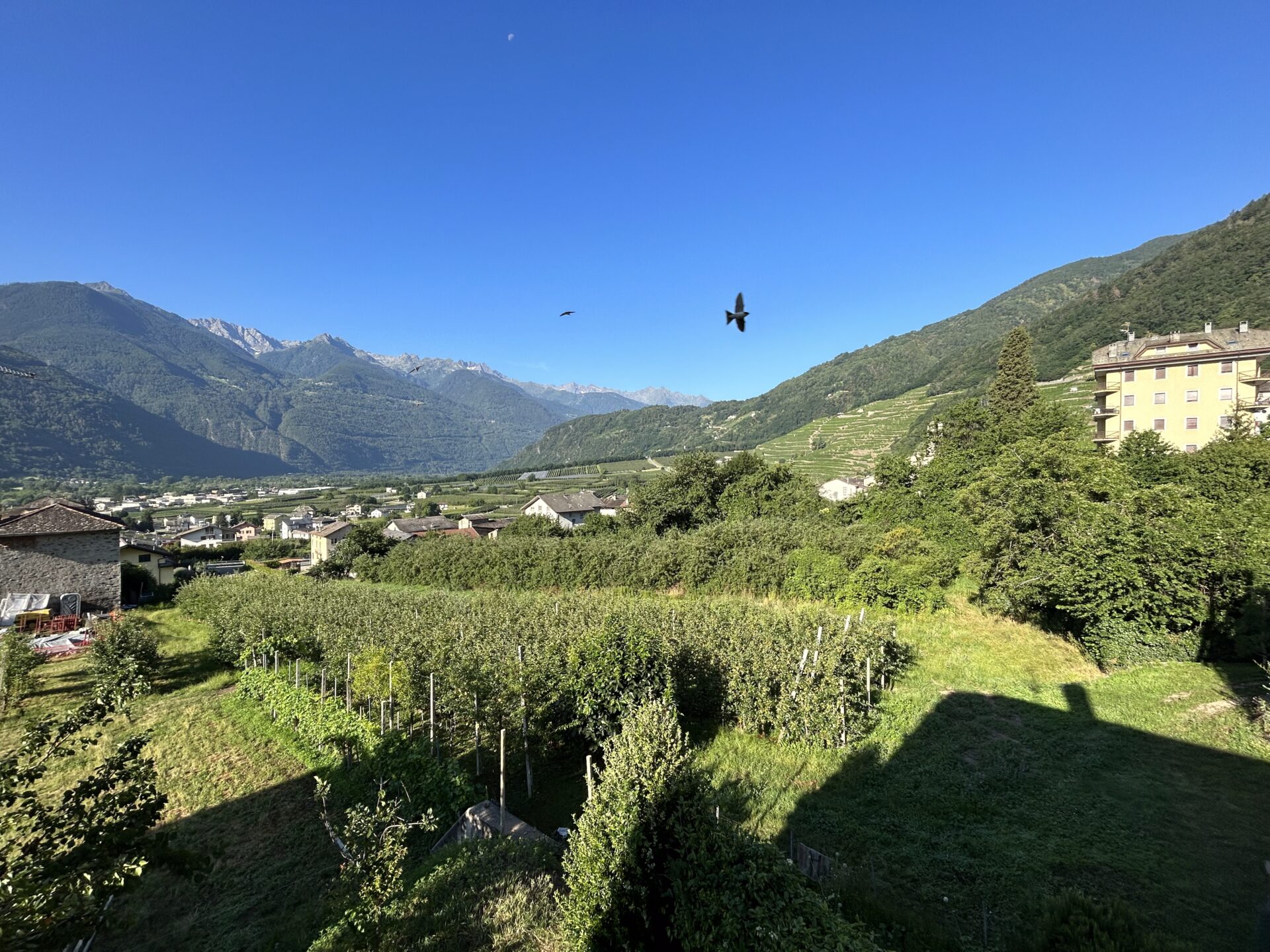 Vista sui meleti di Bianzone in Primavera