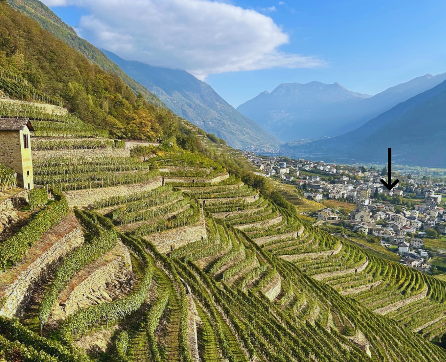 Vista sui vigneti del paese di Bianzone