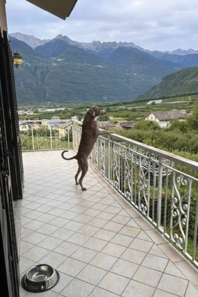 Cane sul terrazzo che guarda il panorama del paese di Bianzone
