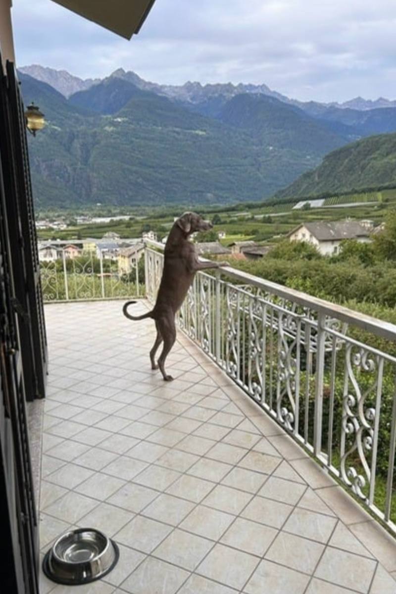Cane sul terrazzo che guarda il panorama del paese di Bianzone