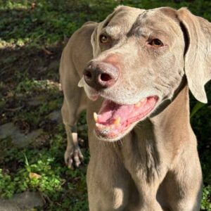 Ambry il cane bracco di Valtellinda