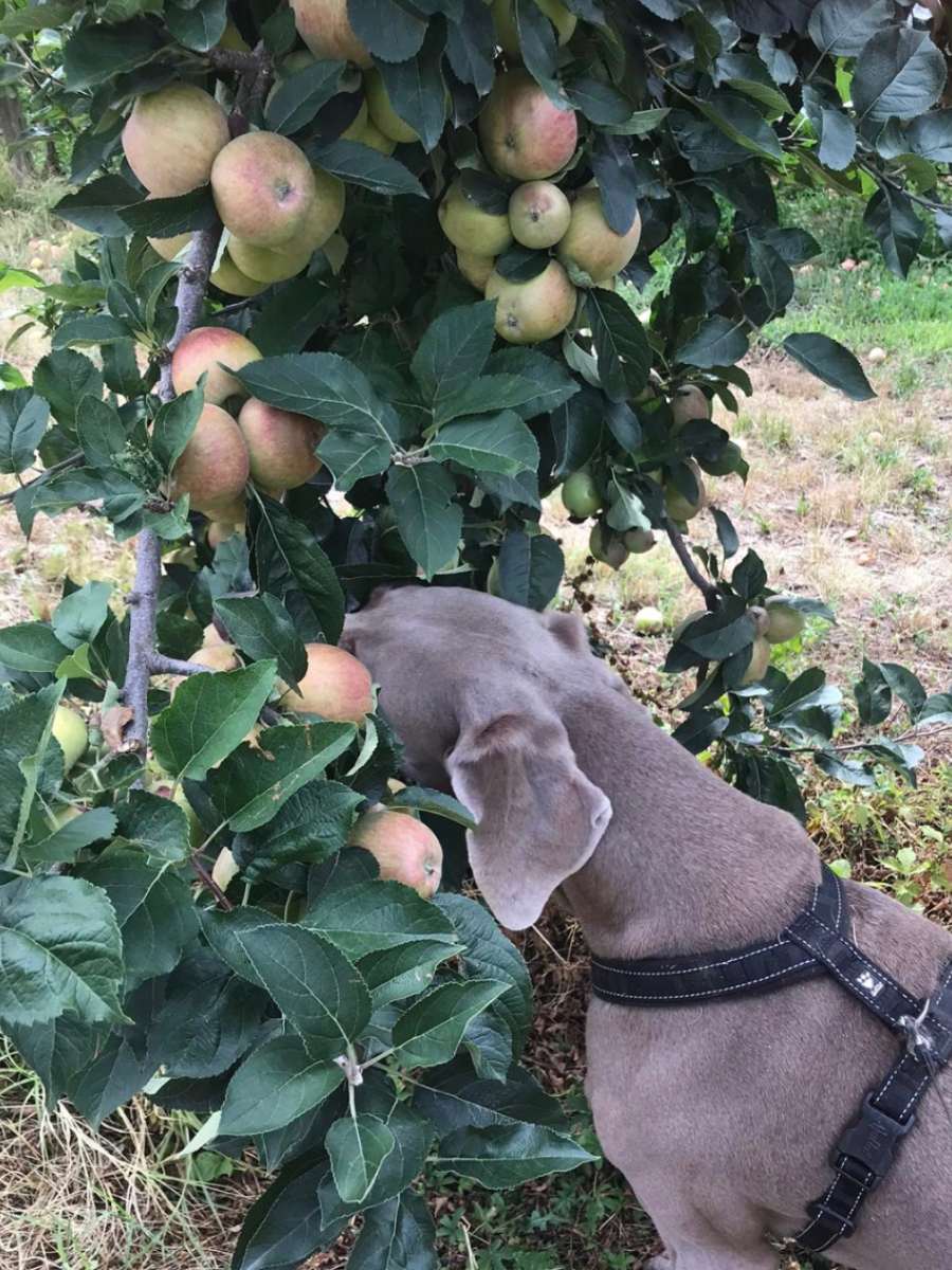 cane mangia le mele
