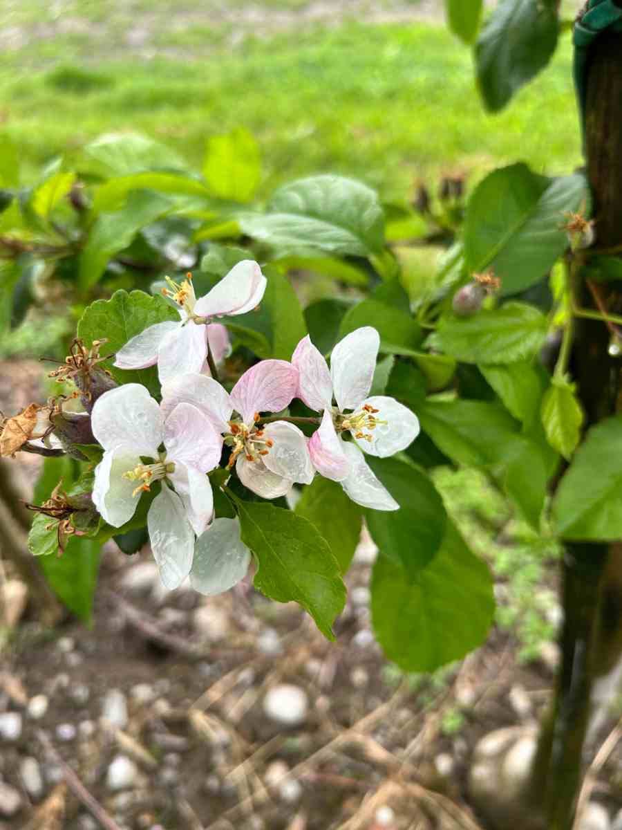 Fiori di melo a Bianzone Valtellina