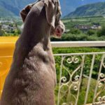 Cane che guarda la vista sul paese di Bianzone