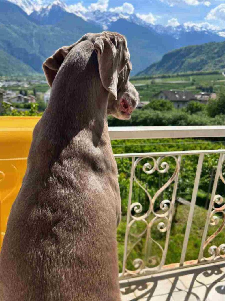 Cane che guarda la vista sul paese di Bianzone