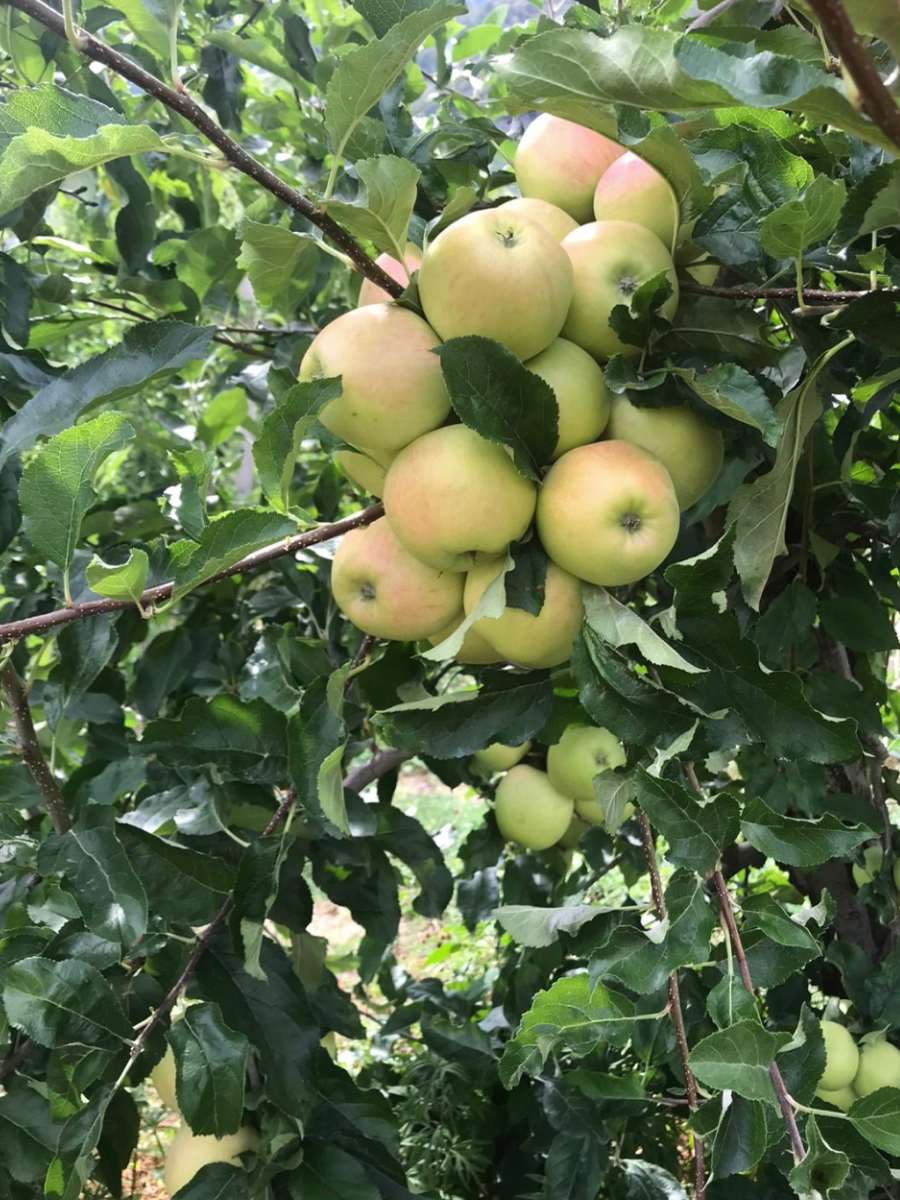 Albero di mele verdi