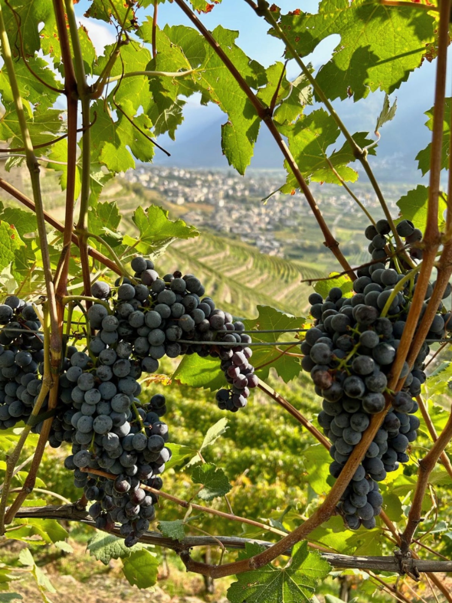 Uva da vino con vista sul paese di Bianzone